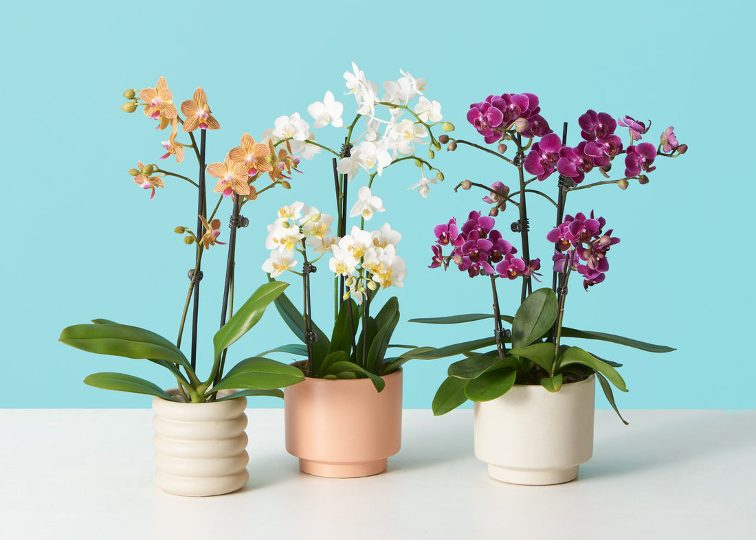 Phalaenopsis Orchid Plant Care