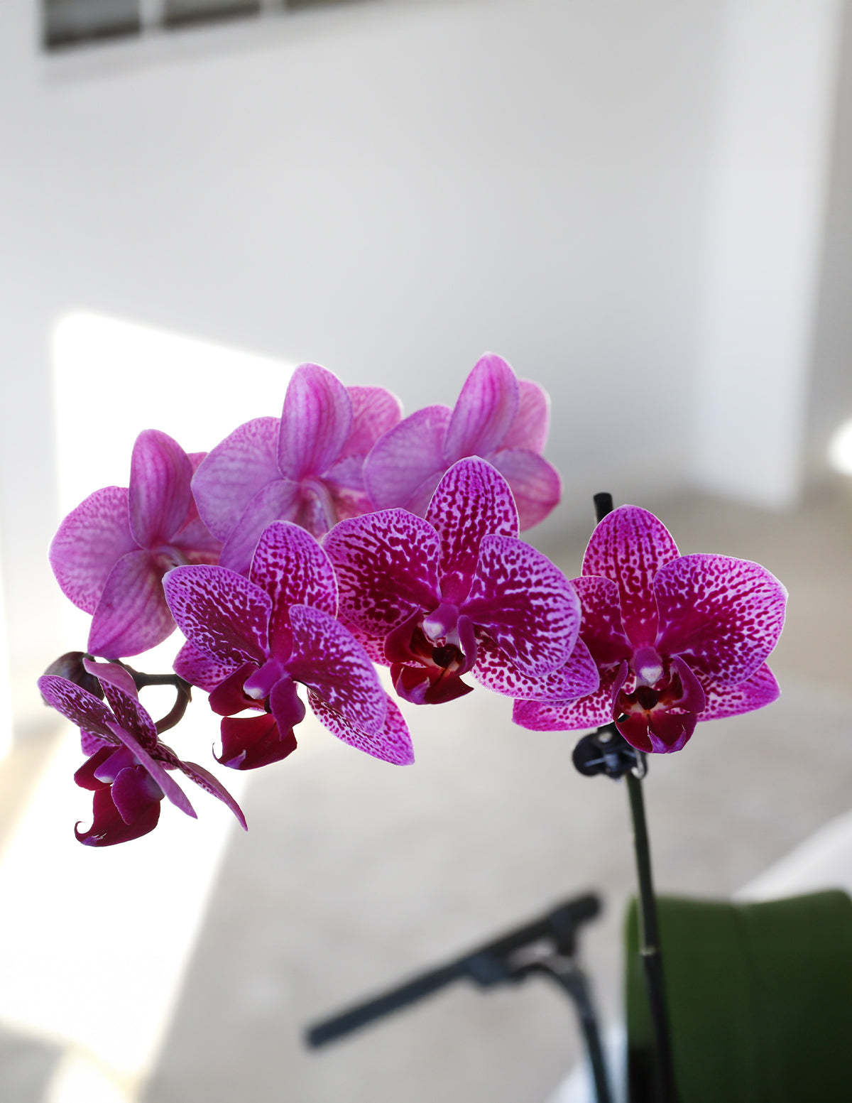 Petite Purple Orchid