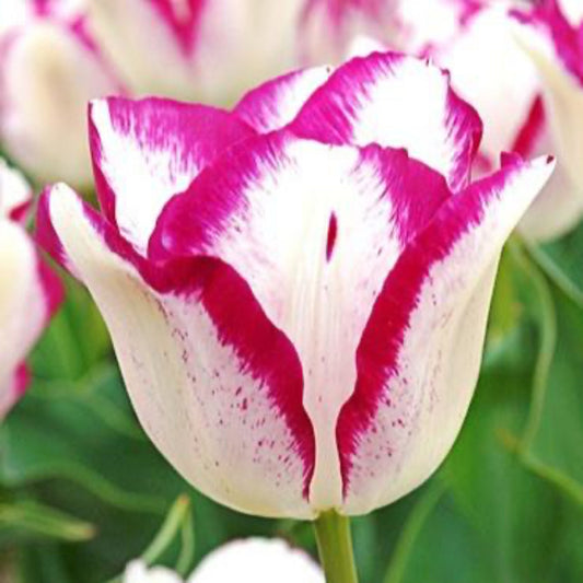 Hotpants Tulip Bulbs