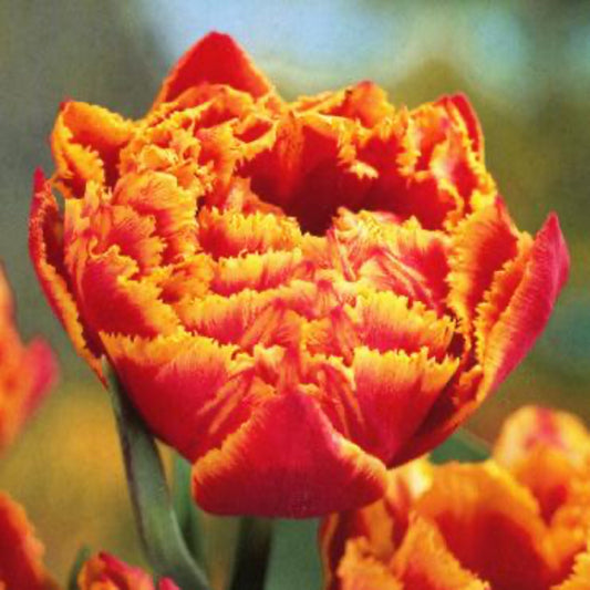 Crystal Beauty Tulip Bulbs