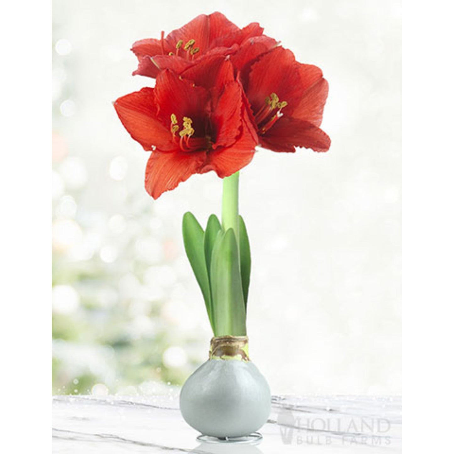 Waxed Amaryllis Bulb