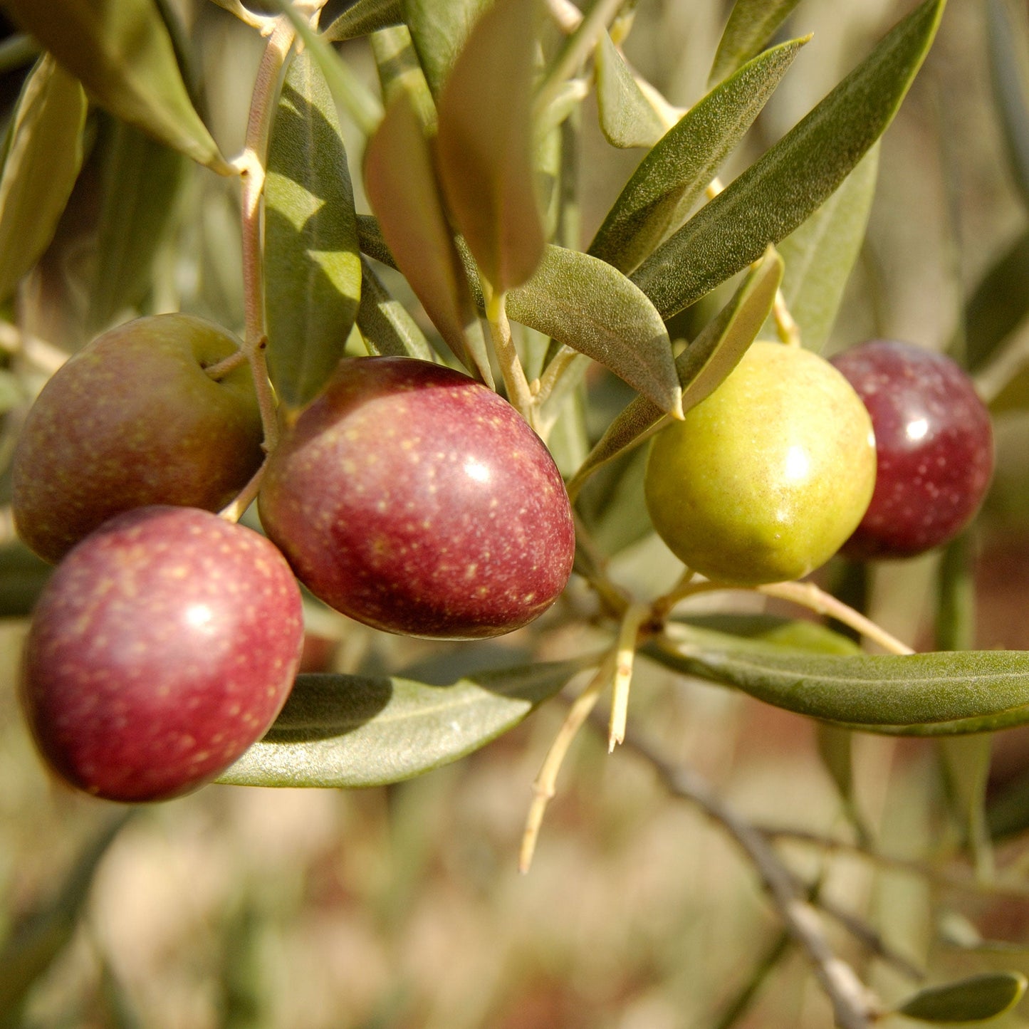 Olive Tree