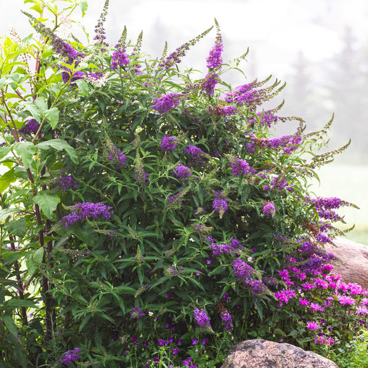 Black Knight Butterfly Bush