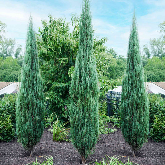 Blue Arrow Juniper Tree