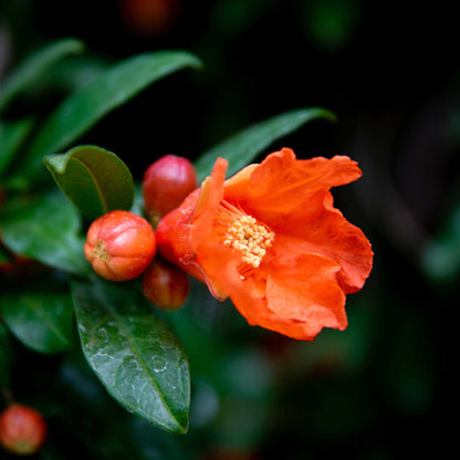 Cold Hardy Red Pomegranate