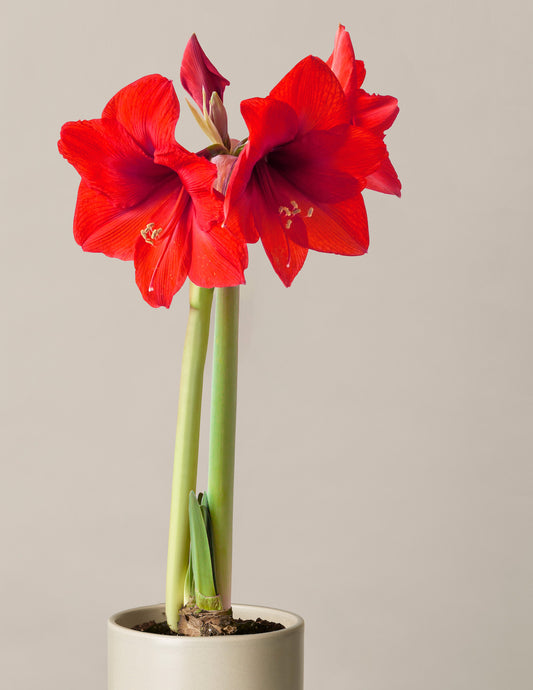 Pre-Potted 'Red Lion' Amaryllis