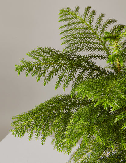 Norfolk Island Pine