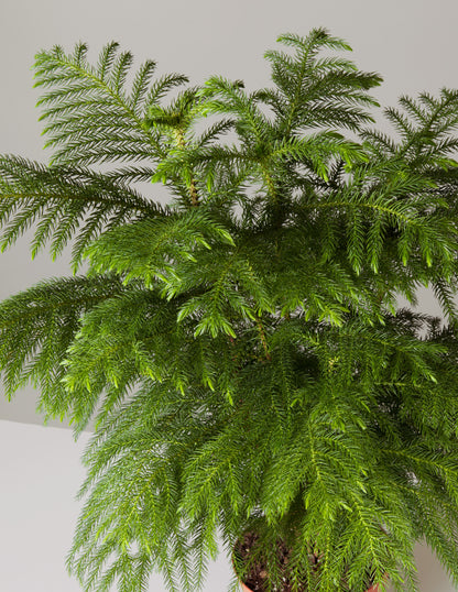 Norfolk Island Pine