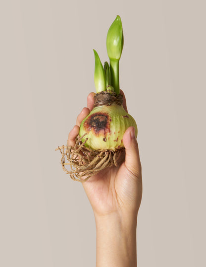 Waxed Amaryllis Bulb