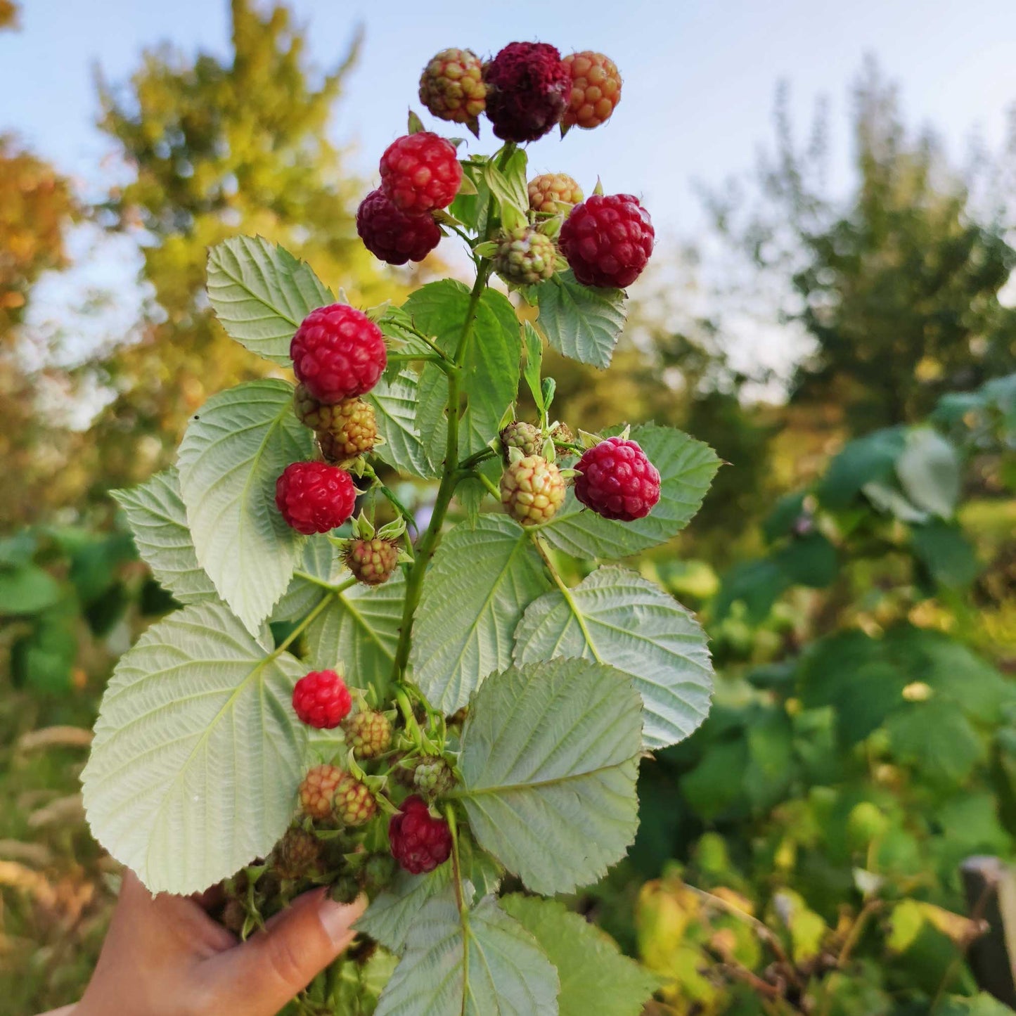 Heritage Raspberry