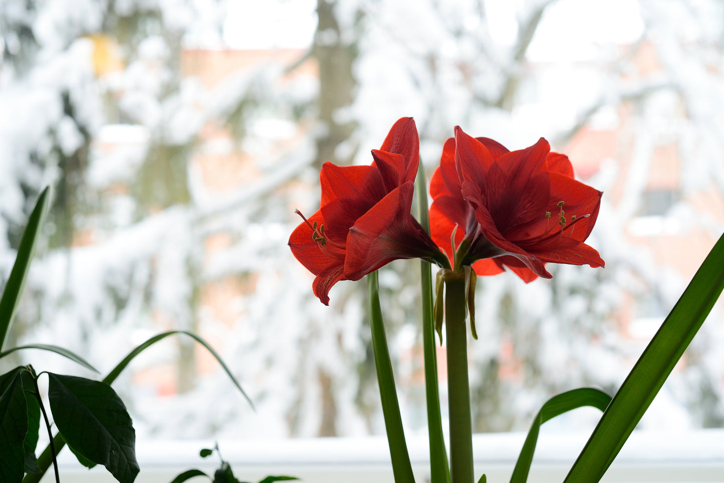 Waxed Amaryllis Bulb