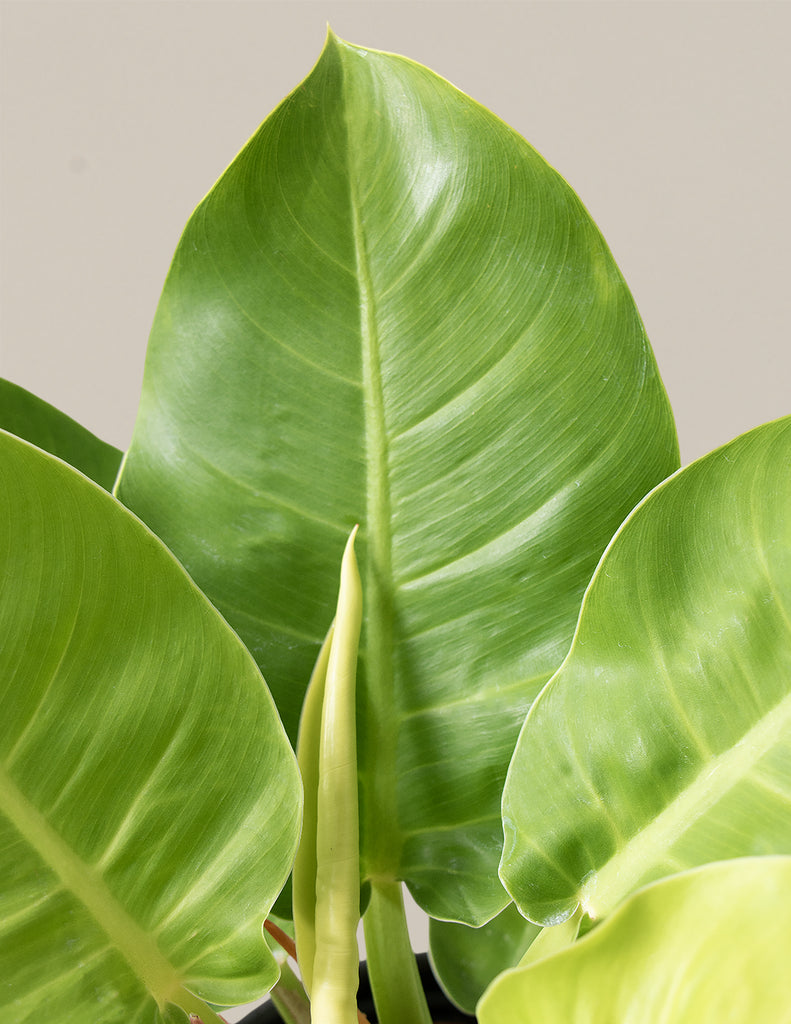 Philodendron 'Moonlight'