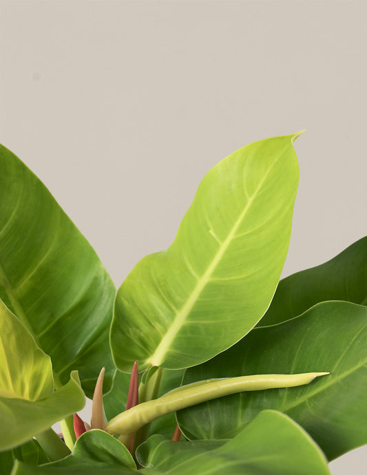 Philodendron 'Moonlight'