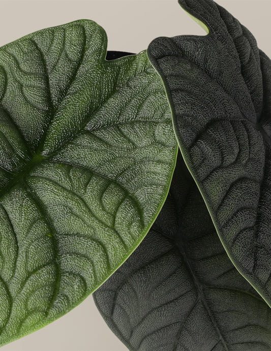 Alocasia ‘Melo’