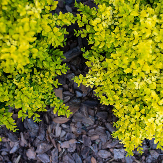 Sunshine Ligustrum