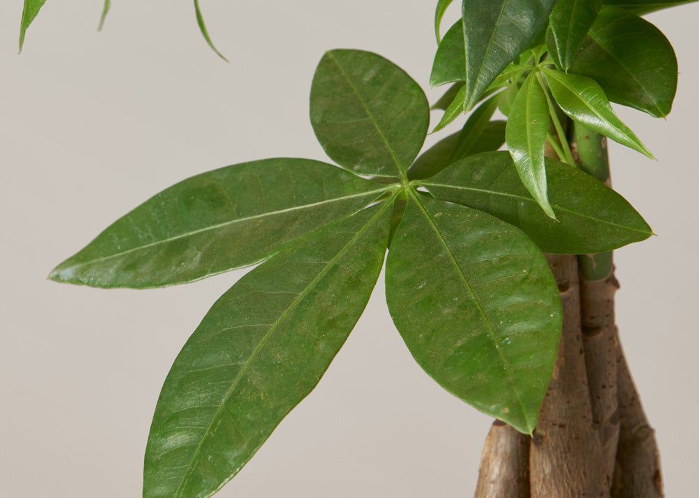 Money Tree Plant