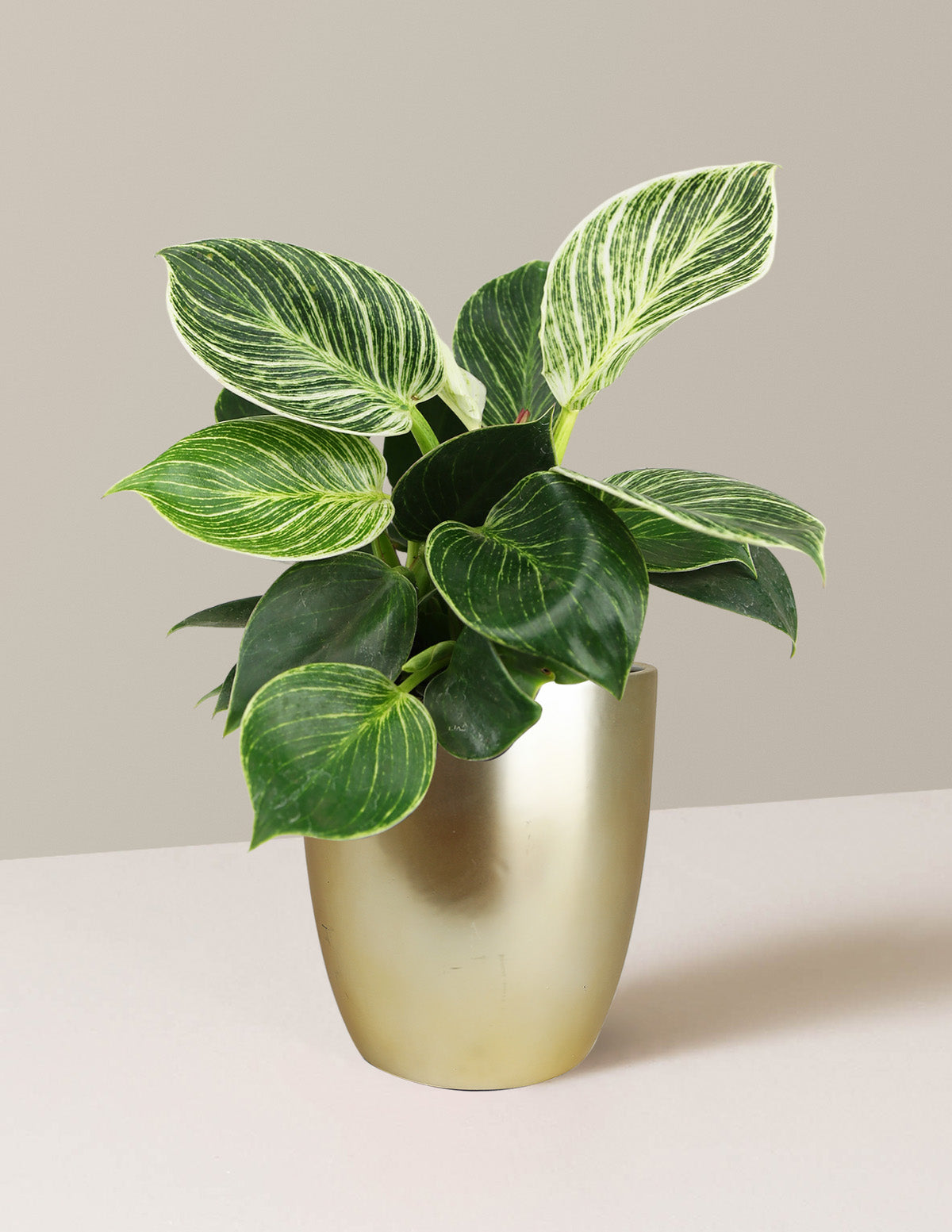 Philodendron Birkin
