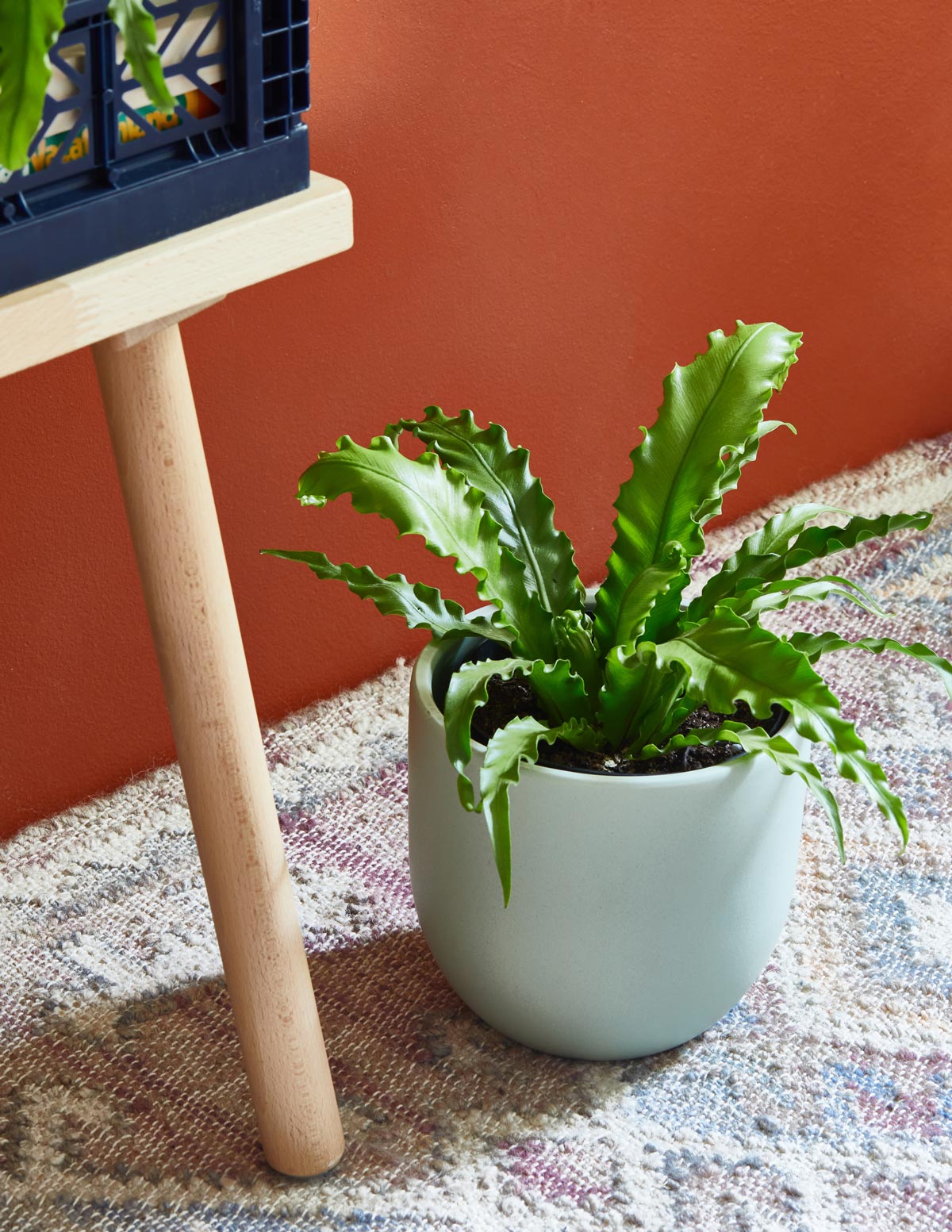 Bird’s Nest Fern