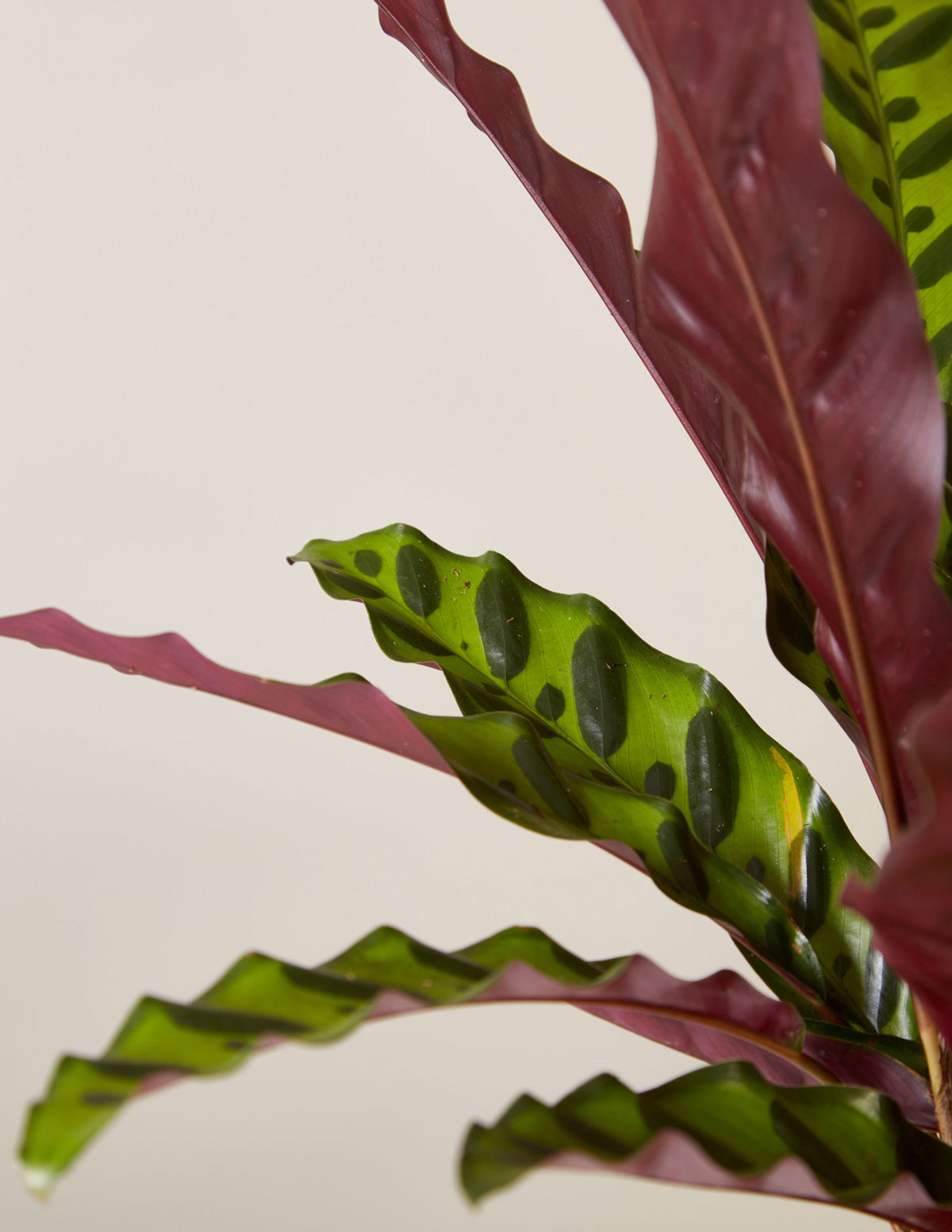 Calathea Rattlesnake