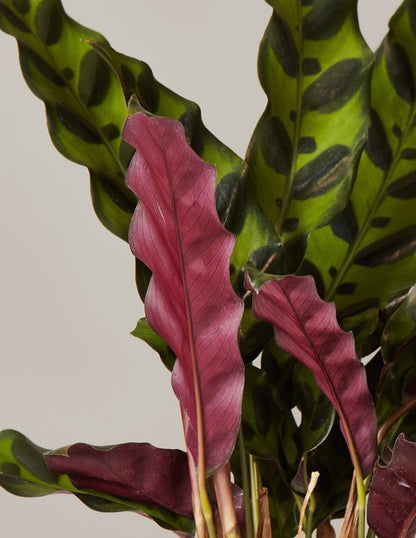 Calathea Rattlesnake