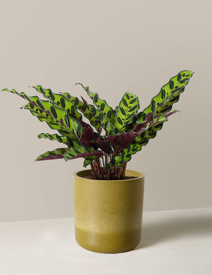 Calathea Rattlesnake