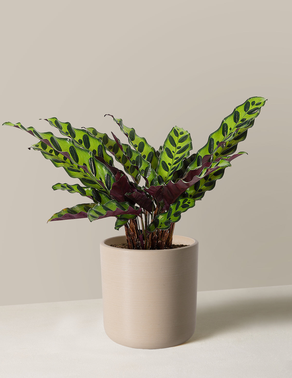 Calathea Rattlesnake