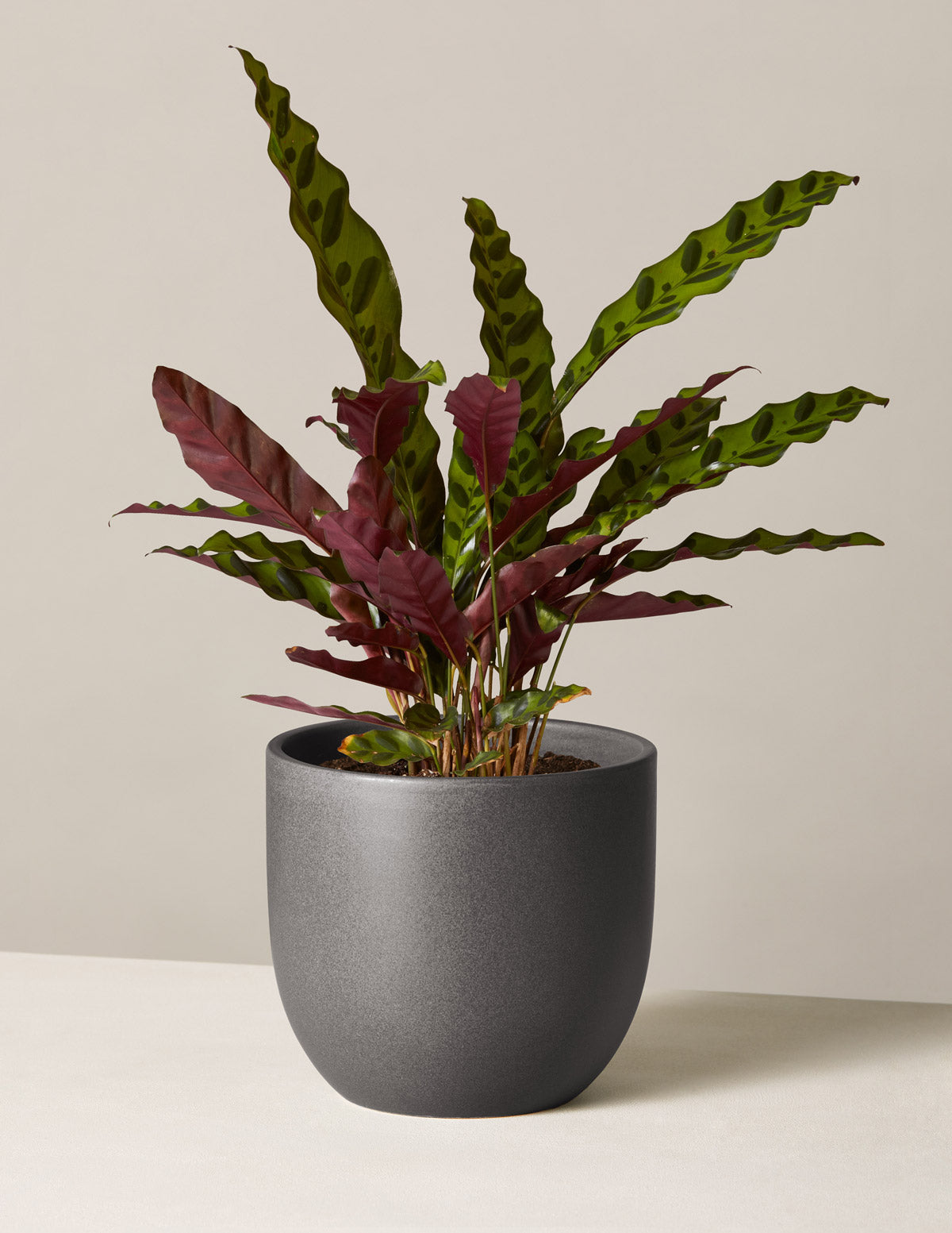 Calathea Rattlesnake