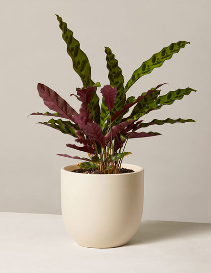 Calathea Rattlesnake