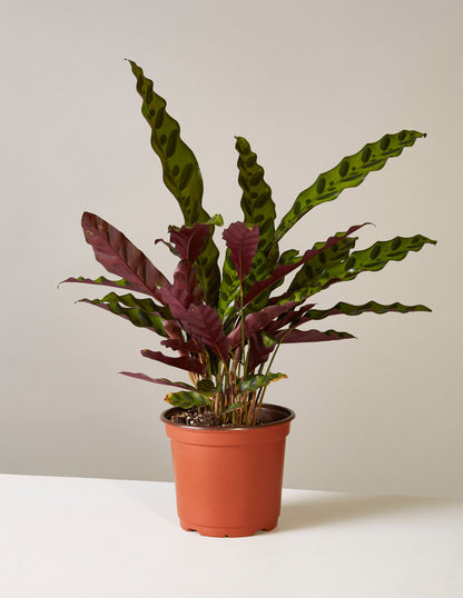 Calathea Rattlesnake