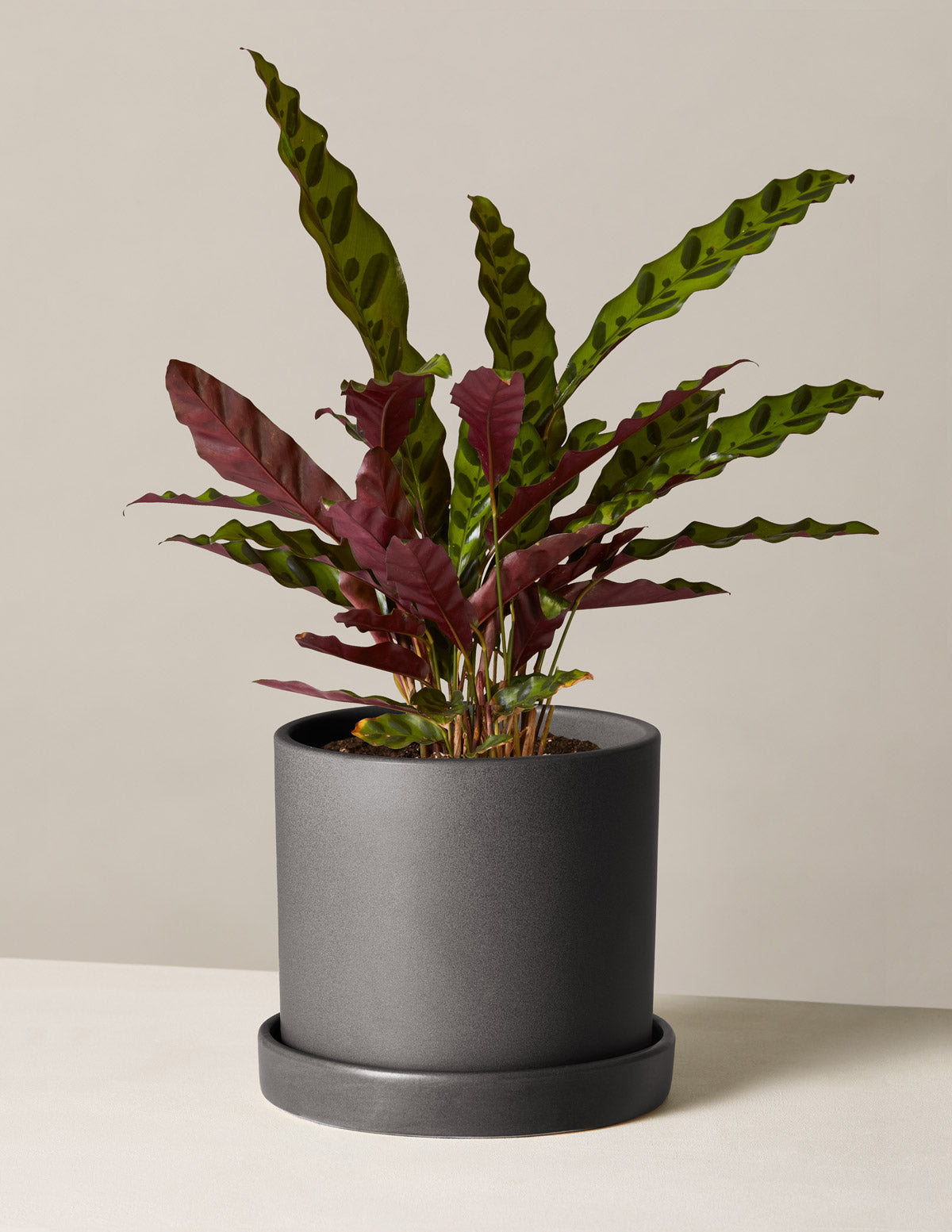 Calathea Rattlesnake