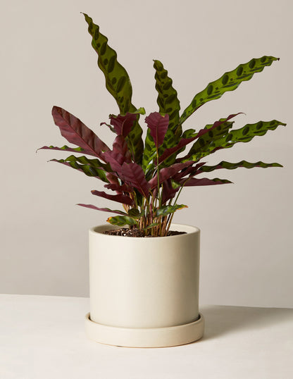 Calathea Rattlesnake