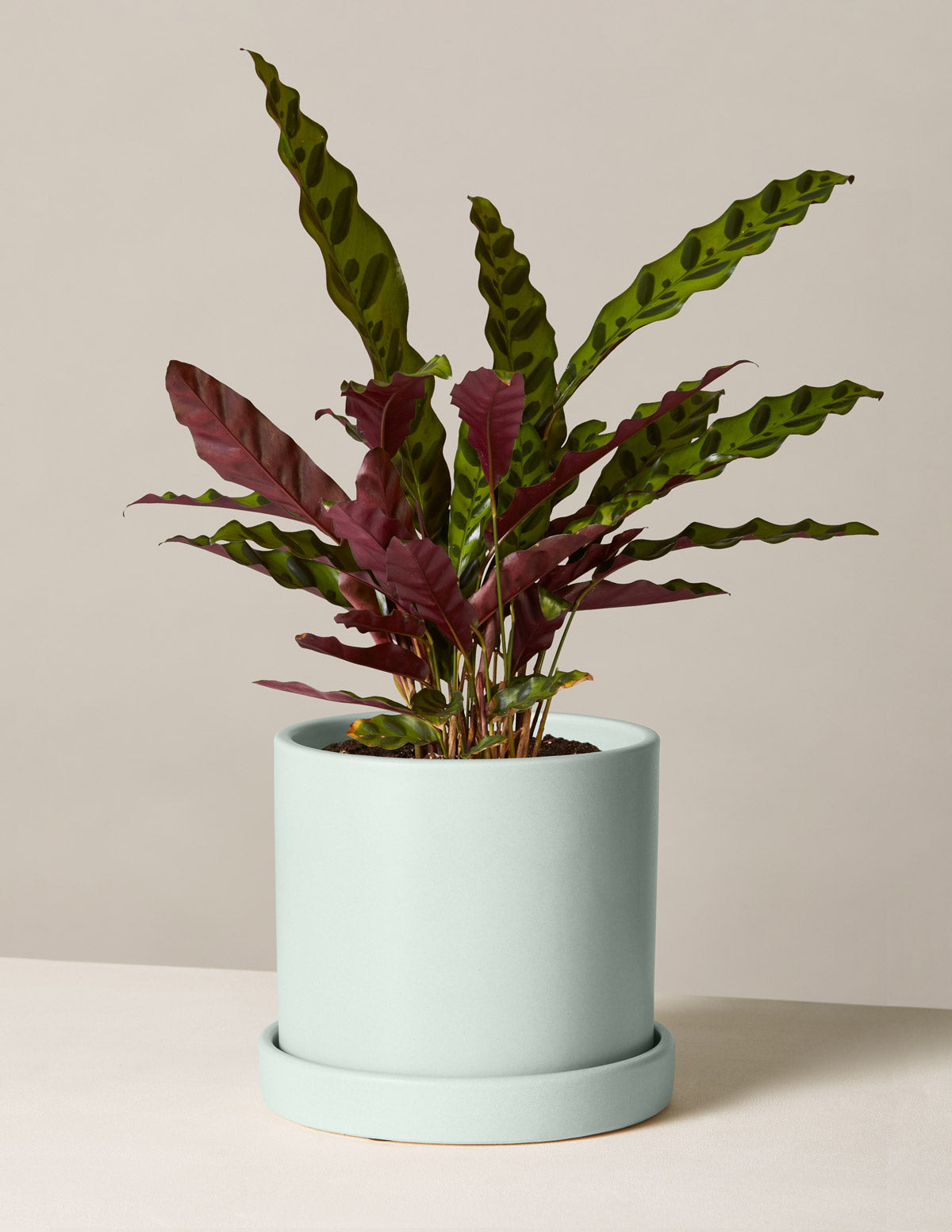 Calathea Rattlesnake