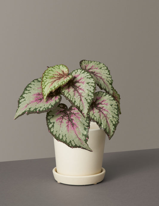 Faux Rex Begonia