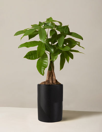 Money Tree Plant