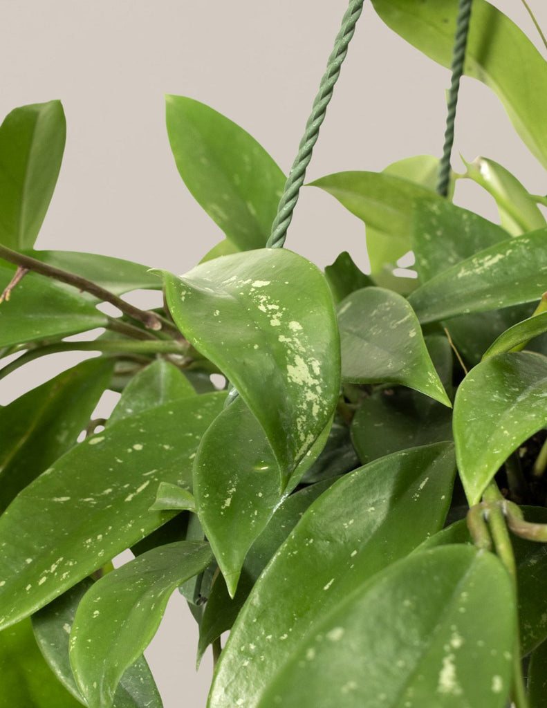 Hoya pubicalyx