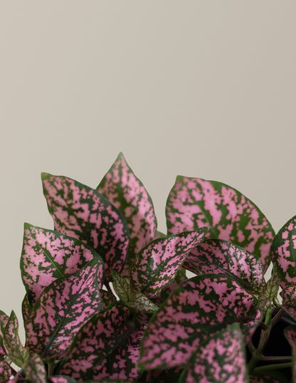 Pink Polka Dot Plant