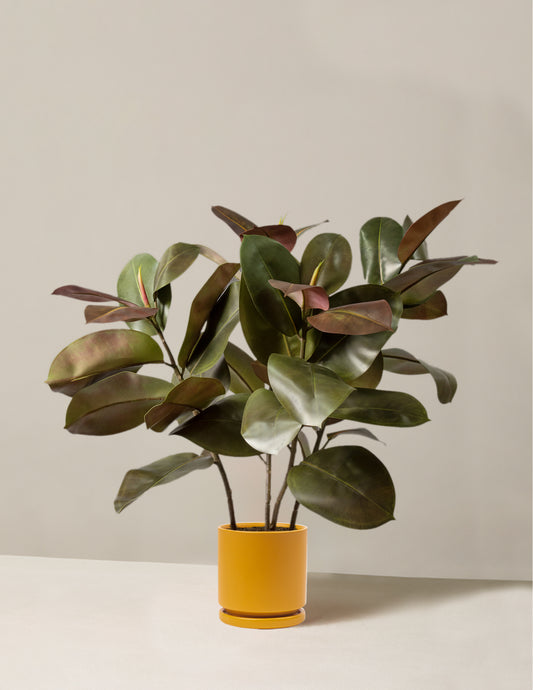 Faux Rubber Tree