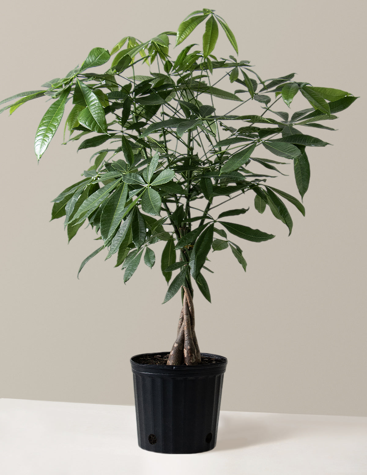 Money Tree Plant