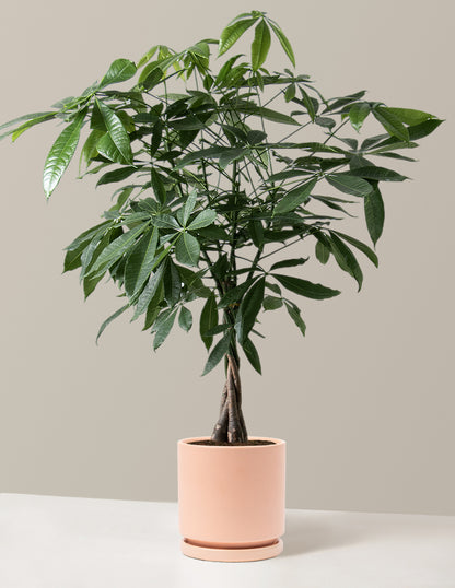 Money Tree Plant