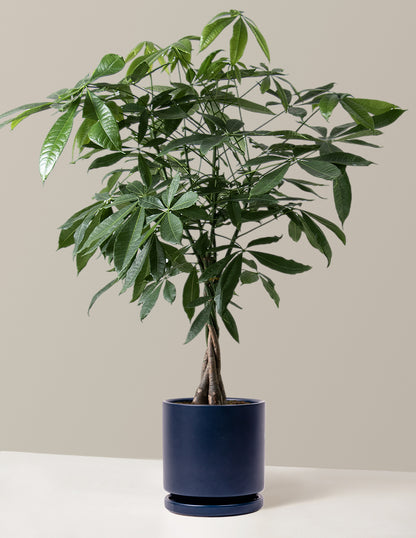 Money Tree Plant