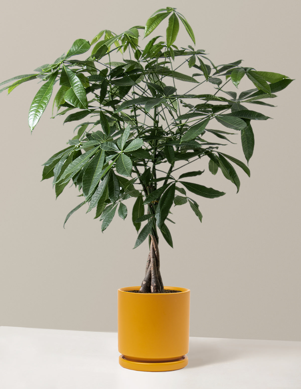 Money Tree Plant