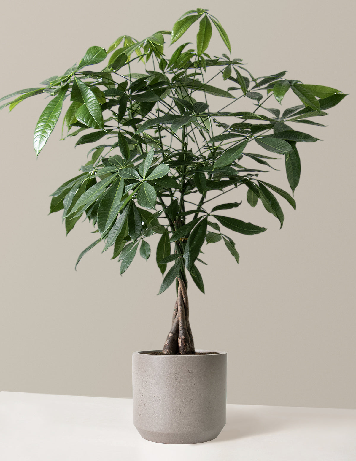 Money Tree Plant