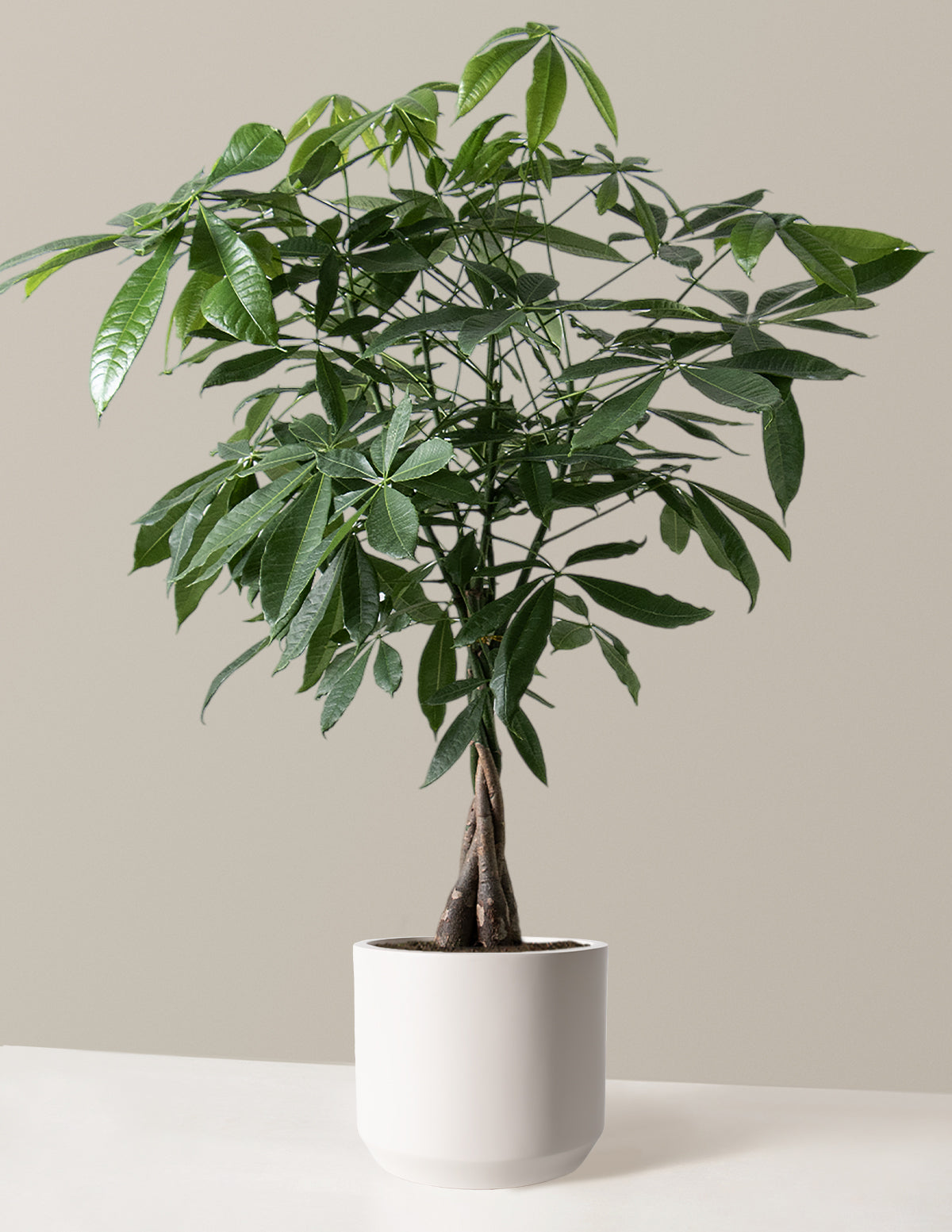 Money Tree Plant