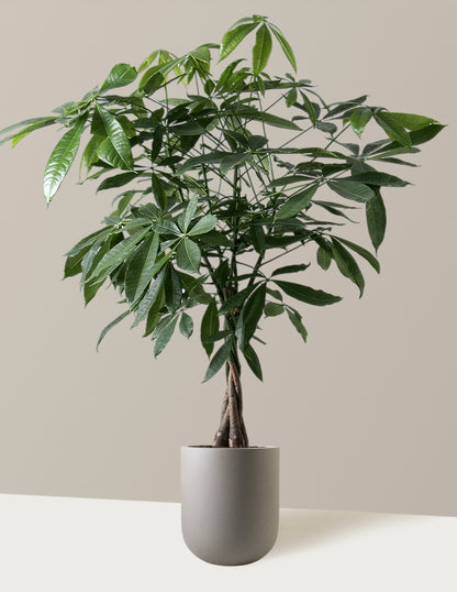 Money Tree Plant