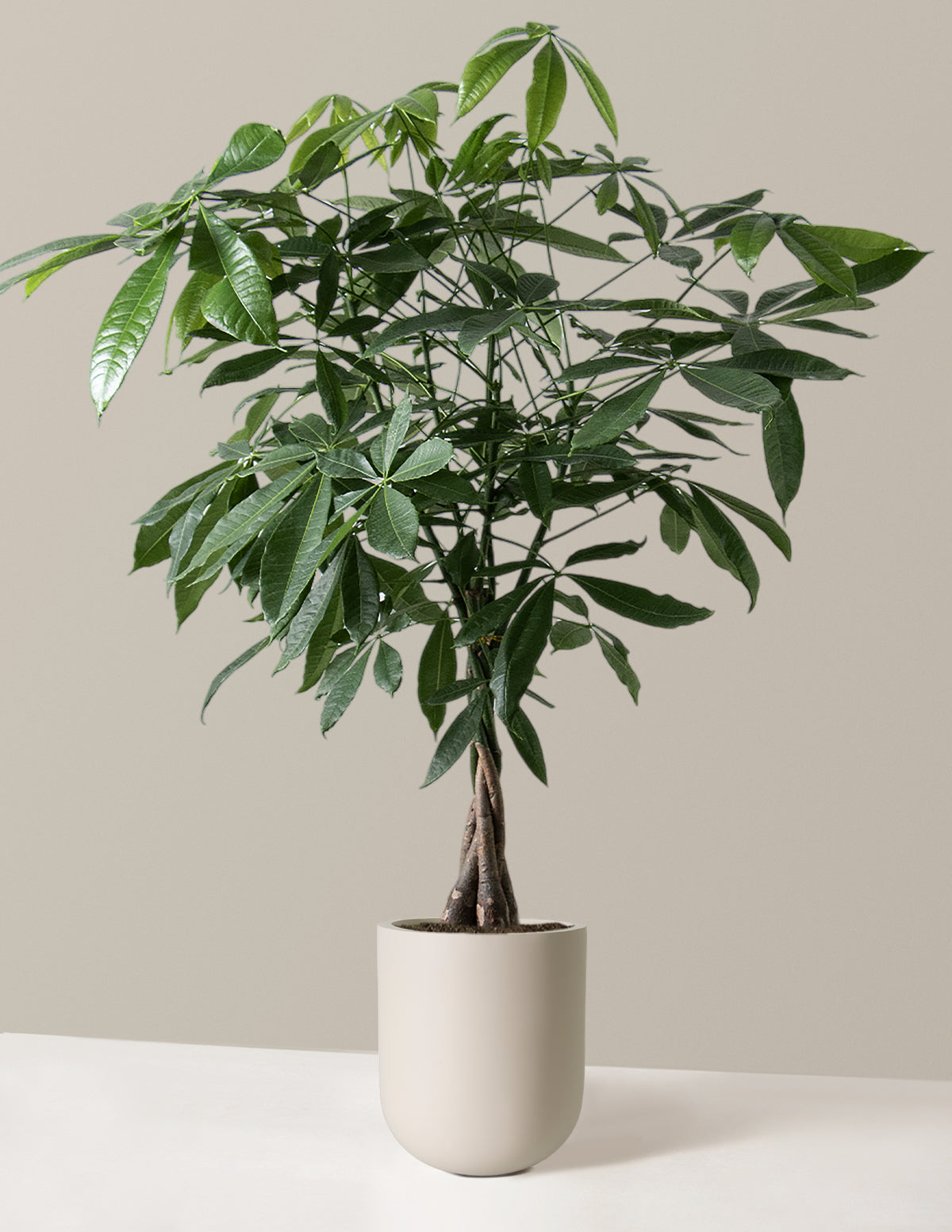 Money Tree Plant