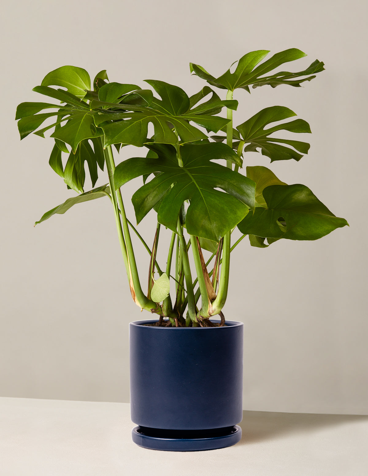 Monstera Deliciosa