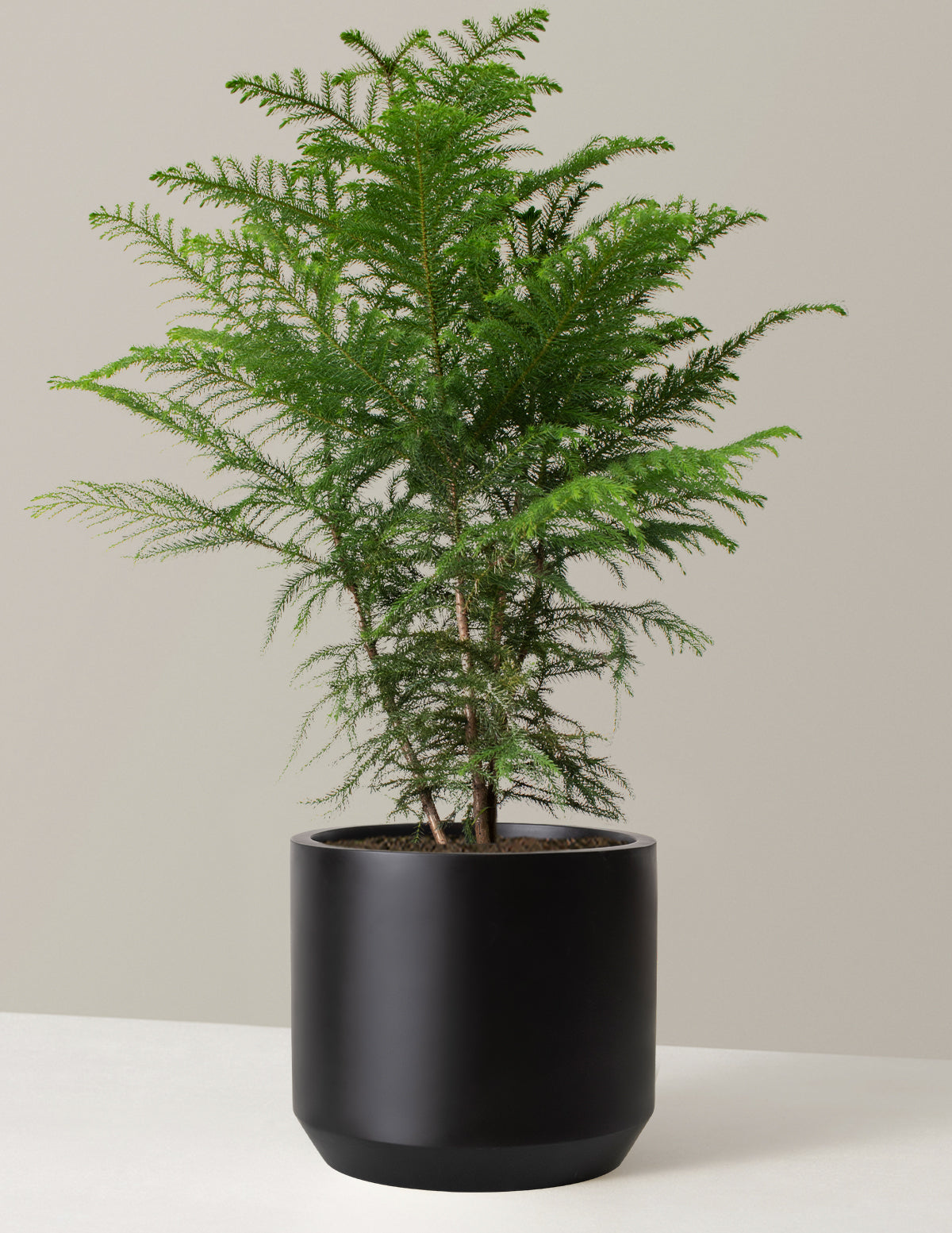 Norfolk Island Pine