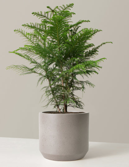 Norfolk Island Pine