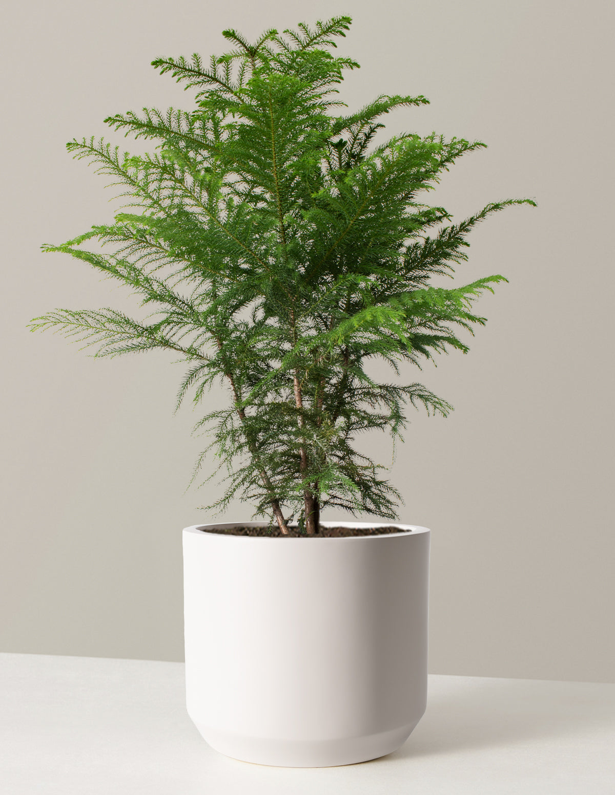 Norfolk Island Pine