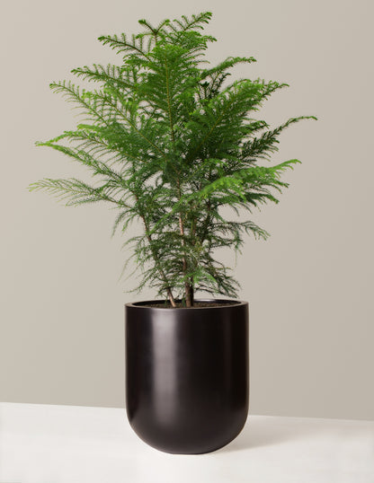 Norfolk Island Pine